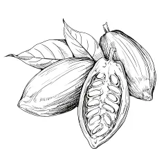 可可豆2-恢复的