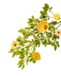 青花