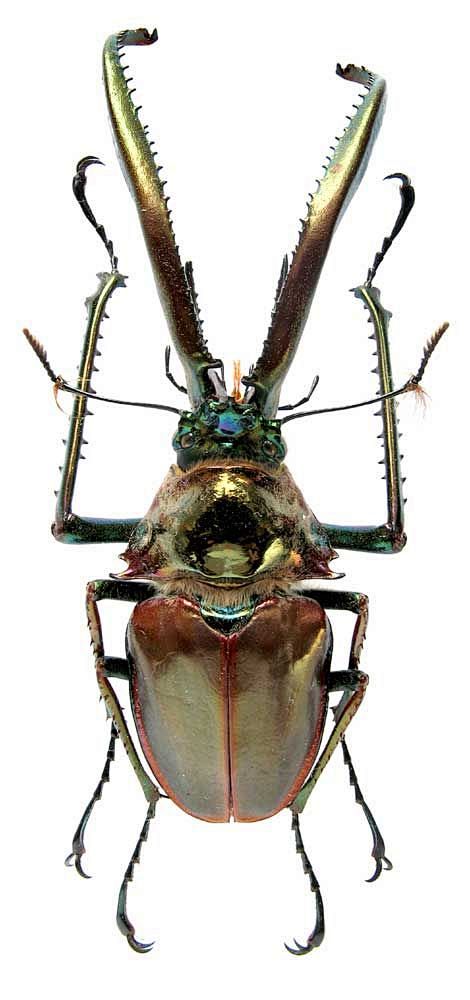 Stag Beetle: 