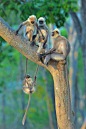 Hilarious Winners of Comedy Wildlife Photography Awards 2020 Announced：“Fun For All Ages” ©️ Thomas Vijayan / Comedy Wildlife Photo Awards 2020. Highly Commended. Animal: Langur, Location: Kabini, India