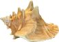 海螺PNG