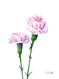 水彩画，C12016，A4尺寸打印，康乃馨水彩画，粉红色的康乃馨画，植物墙艺印刷康乃馨