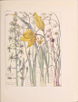 《Wild Flowers of the British lsles》 - 小红书