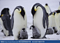 小企鹅们拥挤在一起被父母们保护着抵抗严寒 - 网帖翻译 - 军事科技新闻 - 龙腾网