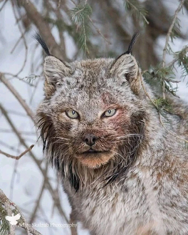 雪林偶遇·猞猁-花瓣网