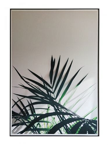 ins风的蕨类植物-2