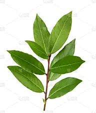 月桂树叶,月桂树,自然,垂直画幅,饮食,芳香的,绿色,无人,香料,草药