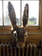 Hare head by Hannah Wood for Tim Walker