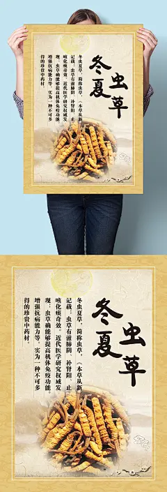 冬虫夏草中医中草药材海报挂图墙画