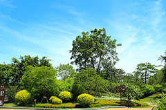 小丑鱼Cy采集到LA--植物造景