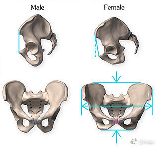 男性vs女性 盆骨差异 #Proko# ...