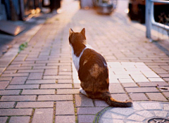 ♬帶仩Ω聽歌采集到猫