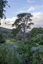 Prehistoric Garden (91)