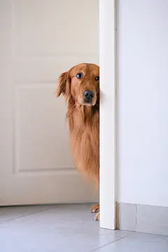 点击来源直接获取大图文件 |Golden Retriever at the door