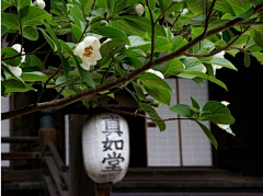 ❤米线儿采集到日の和风