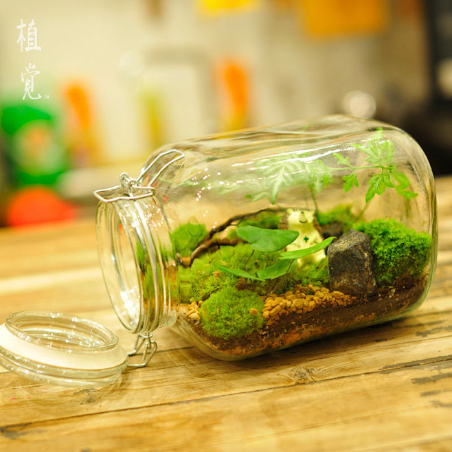 植觉 苔藓微景观绿植 【悟学】苔藓生态瓶