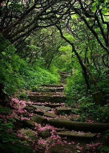 芳树无人花自落，春山一路鸟空鸣。