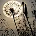 Backlit