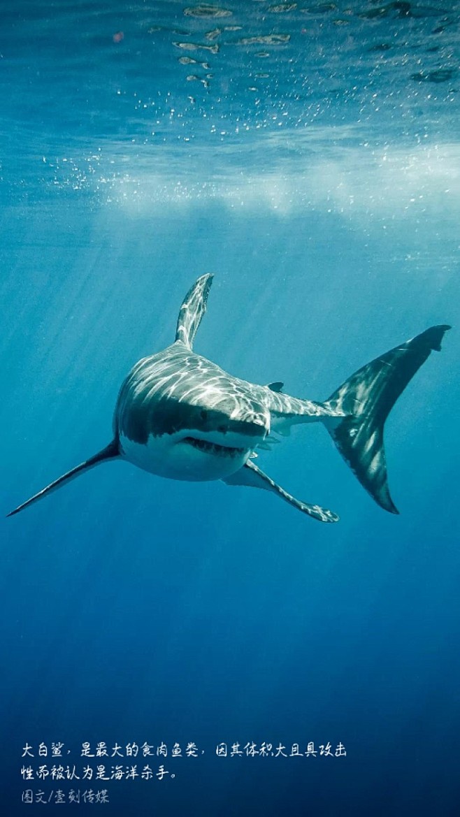 坠心_从xoxo拥抱亲吻转采于2020-08-06 14:03:57大白鲨素材_坠心_同