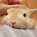 馄饨车夫