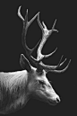 【绘画参考】22张鹿的照片教你胸有成“鹿”（动物参考）