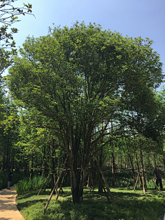 XKULO采集到桂花树