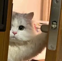 6.猫咪偷看（表情包无水印版） - 小红书