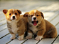 Corgi Puppies