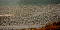 雪雁的迁徙
Snowy geese taking off together by Peter Gu on 500px