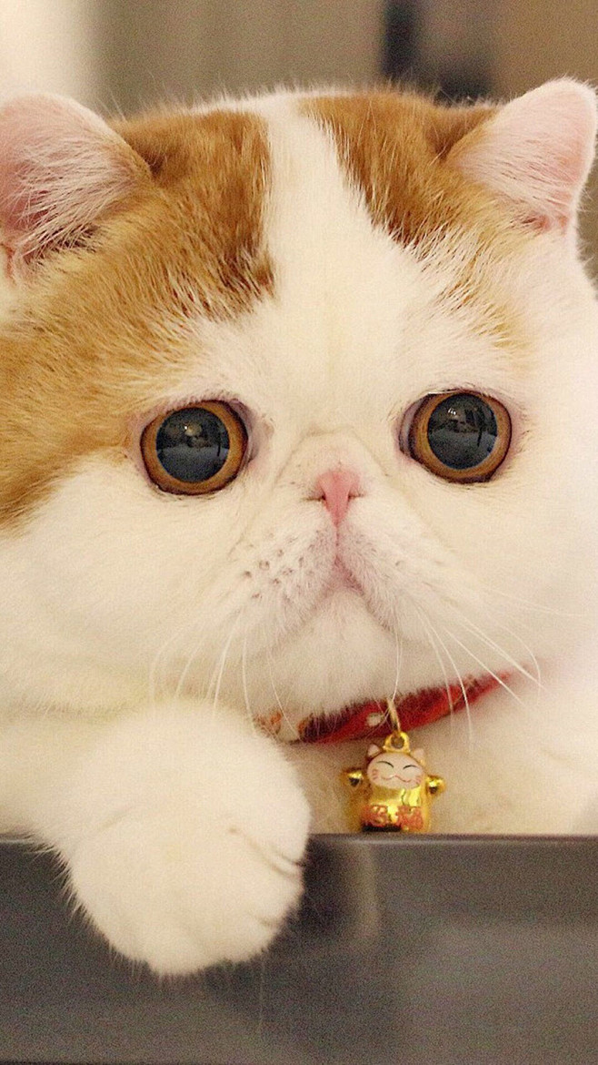 可爱的小动物胖猫咪高清手机壁纸