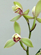 建兰（给新手介绍一些品种）摘自＂小有美名＂ - 兰科植物 浴花谷论坛