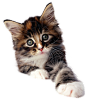 猫PNG图片png免抠素材透明图素材 猫咪 可爱猫 小猫PNG免扣素材