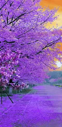 一期粉紫色壁纸 真的好美！ 