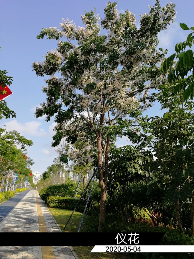 仪花 (6)-花瓣网