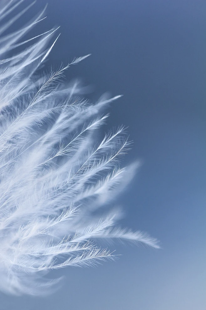 Feather-花瓣网