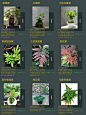 「苔藓微景观入门 — 蕨类植物介绍篇」 - 小红书