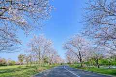 齐尚景观-庭院/文旅采集到绿化-疏林草坡/大草坪/大草坡/城市公园/植物配置