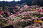 Photograph ★ Dream's Plum garden -1 by Ken Ohsawa on 500px
