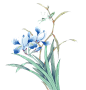 花鸟工笔画
