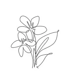 图源免费EPS |一条单线绘制的美丽茉莉花卉矢量插图。简约热带花卉风格，适合海报、墙壁装饰的爱情浪漫概念。现代连续线条图形绘制设计