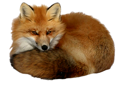 狐狸PNG