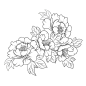 手绘线描牡丹花