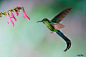 Photograph Long-tailed Sylph 