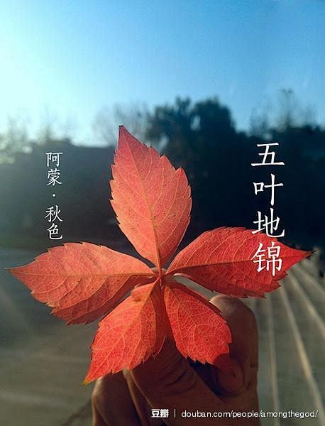 阿蒙的相册-阿蒙举个叶子－秋 · 色