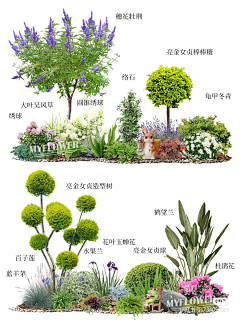 风满楼LY采集到植物配置立面