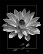 The framed waterlily