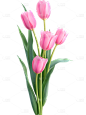 植物系列写实多朵郁金香元素