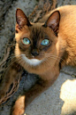 The way this cats teal-blue eyes contrast against its coppery fur is absolutely stunning : aww