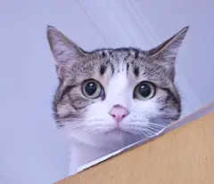 表情帝 瓜皮猫表情包gif图 - QQ表情网
