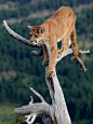 infinite-paradox:

Puma in a tree #15 (by Steve Tracy Photography)
